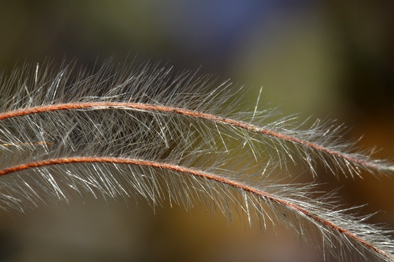 mountain mahogany